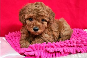 Elise - Poodle, Toy for sale