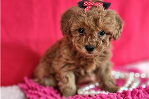 Evelyn - Poodle, Toy for sale