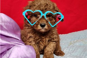 Elliot - Poodle, Toy for sale