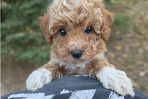 Esmeralda - Poodle, Toy for sale