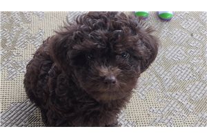 Cosette - Poodle, Toy for sale