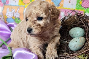 Grace - puppy for sale