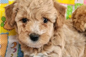 Gabriel - Toy Poodle for sale