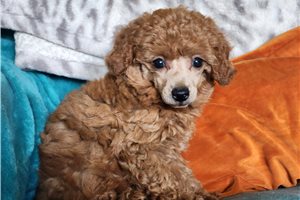 Callie - puppy for sale