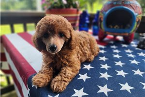 Charlotte - puppy for sale