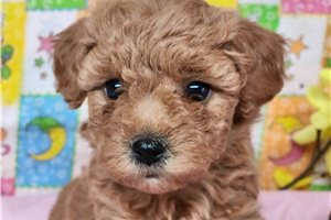 Gianna - Poodle, Toy for sale