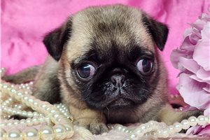 Fauna - Pug for sale