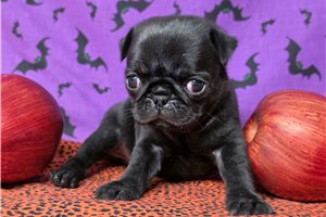 Collin - Pug for sale