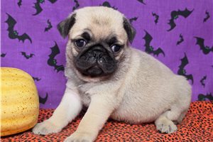 Carter - Pug for sale