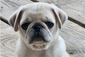 Chuck - Pug for sale