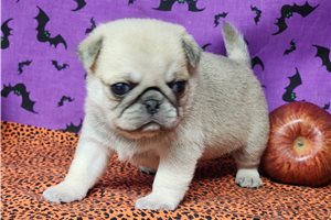 Colby - Pug for sale