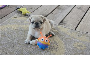 Chuck - Pug for sale