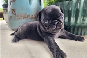 Albert - Pug for sale
