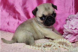 Fantasia - Pug for sale