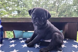 Chewy - Pug for sale