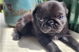 Akiro - Pug for sale