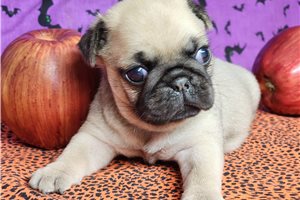 Princess - Pug for sale