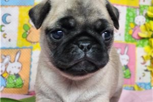 Daisy - Pug for sale