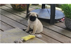 Farrah - Pug for sale
