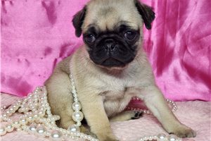 Farrah - Pug for sale
