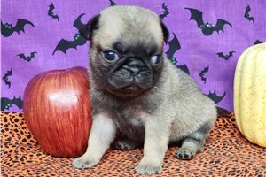 Cecelia, a Pug puppy