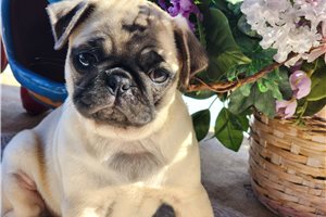 Willow - Pug for sale