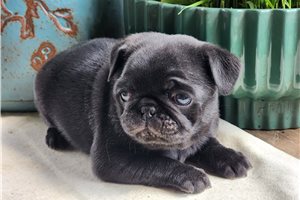 Albert - Pug for sale