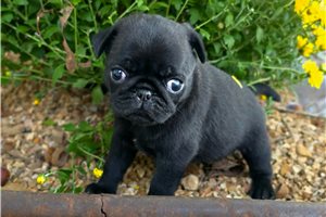 Clara - Pug for sale