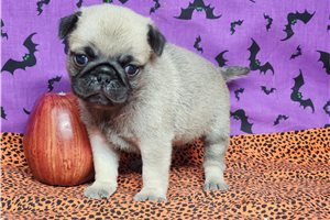 Carter - Pug for sale