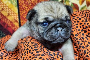 Princess - Pug for sale