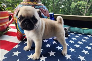 Fantasia - Pug for sale