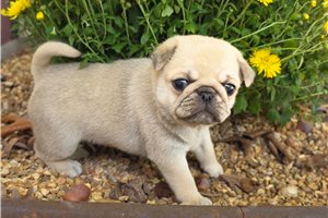 Colby - Pug for sale
