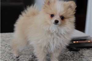 Leopold - Pomeranian for sale