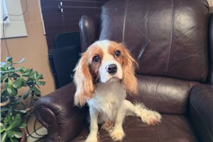 Gideon - Cavalier King Charles Spaniel for sale