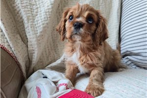Samuel - Cavalier King Charles Spaniel for sale