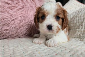 Isabella - puppy for sale