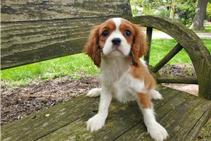 Homer - puppy for sale