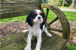 Honey - puppy for sale