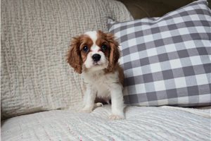 Ivan - Cavalier King Charles Spaniel for sale