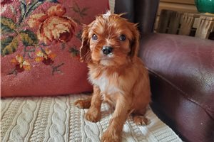 Robyn - Cavalier King Charles Spaniel for sale