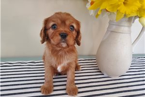 Cinnamon - puppy for sale