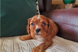 Reba - puppy for sale
