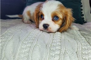 Clay - Cavalier King Charles Spaniel for sale
