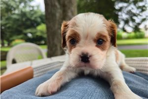 Georgia - puppy for sale