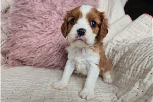 Ivan - puppy for sale