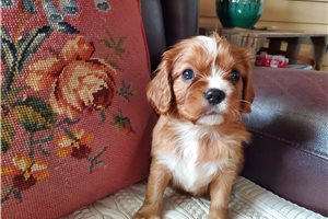 Rachelle - puppy for sale