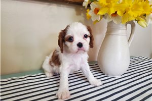 Courtney - Cavalier King Charles Spaniel for sale