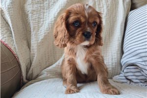 Sophia - Cavalier King Charles Spaniel for sale