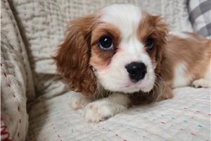Isaiah - Cavalier King Charles Spaniel for sale
