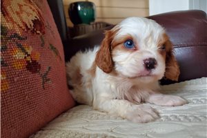Rosalina - puppy for sale